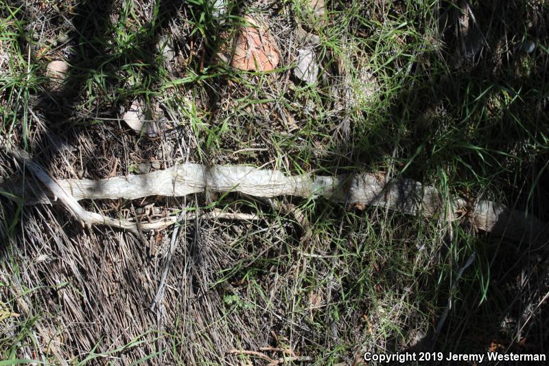 Desert Striped Whipsnake (Coluber taeniatus taeniatus)