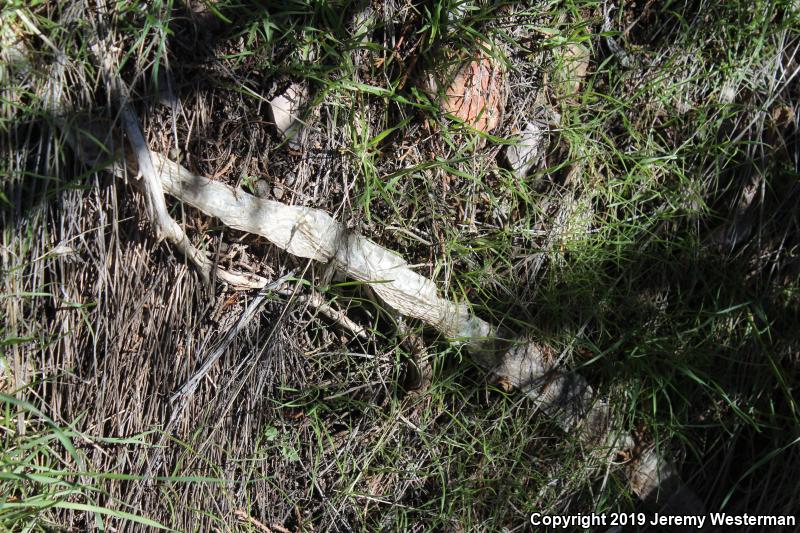 Desert Striped Whipsnake (Coluber taeniatus taeniatus)