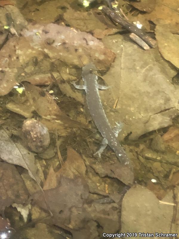 Blue-spotted Salamander (Ambystoma laterale)