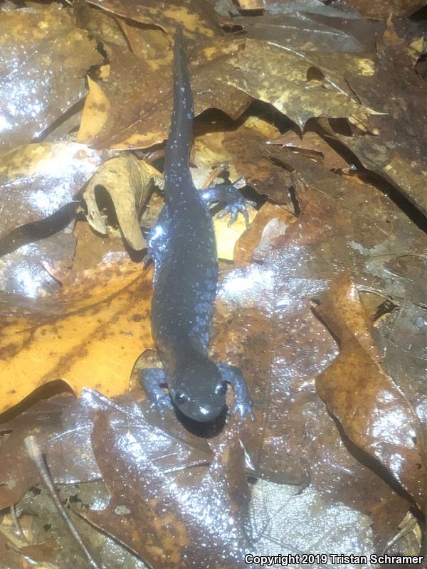 Blue-spotted Salamander (Ambystoma laterale)