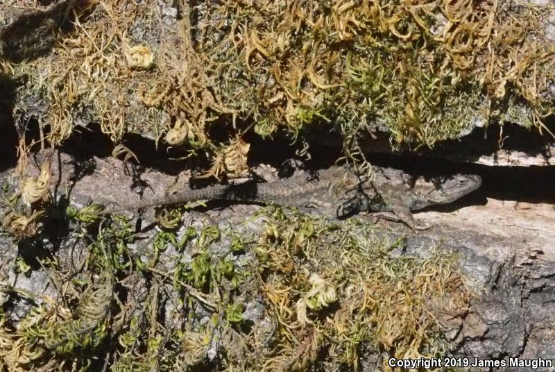 Coast Range Fence Lizard (Sceloporus occidentalis bocourtii)