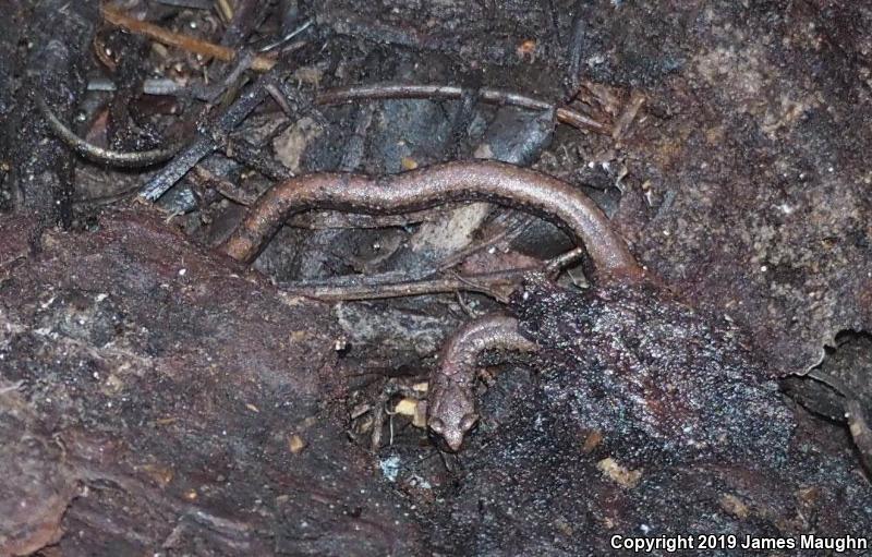 California Slender Salamander (Batrachoseps attenuatus)