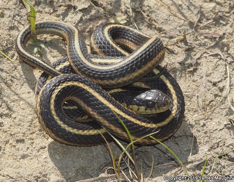 Coast Gartersnake (Thamnophis elegans terrestris)