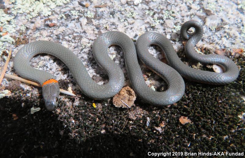 San Bernardino Ring-necked Snake (Diadophis punctatus modestus)