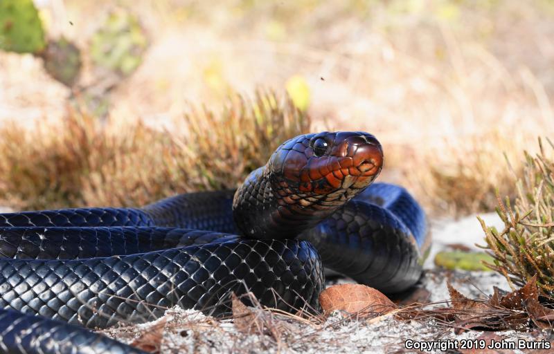 Eastern Indigo Snake (Drymarchon couperi)