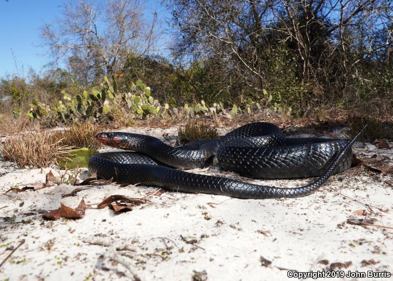 Eastern Indigo Snake (Drymarchon couperi)