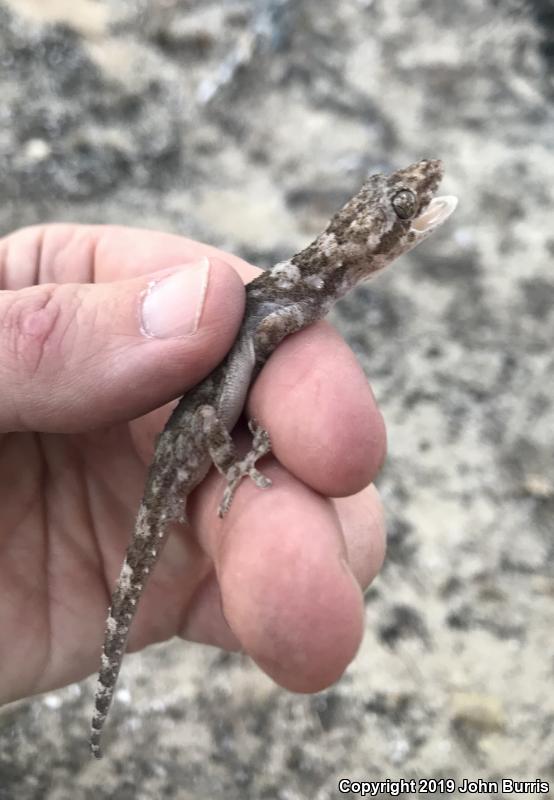 Rough-tailed Gecko (Cyrtopodion scabrum)