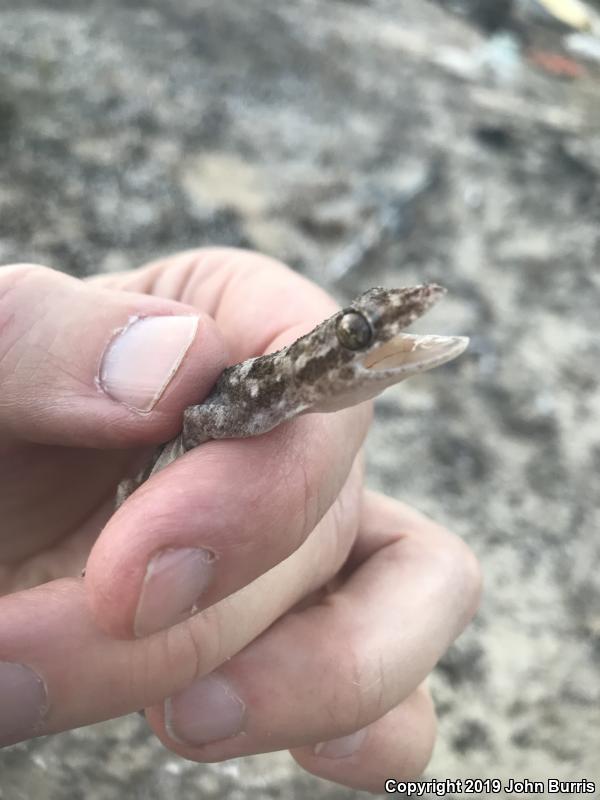 Rough-tailed Gecko (Cyrtopodion scabrum)