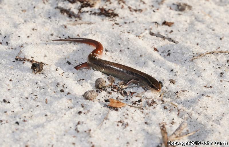 Bluetail Mole Skink (Plestiodon egregius lividus)