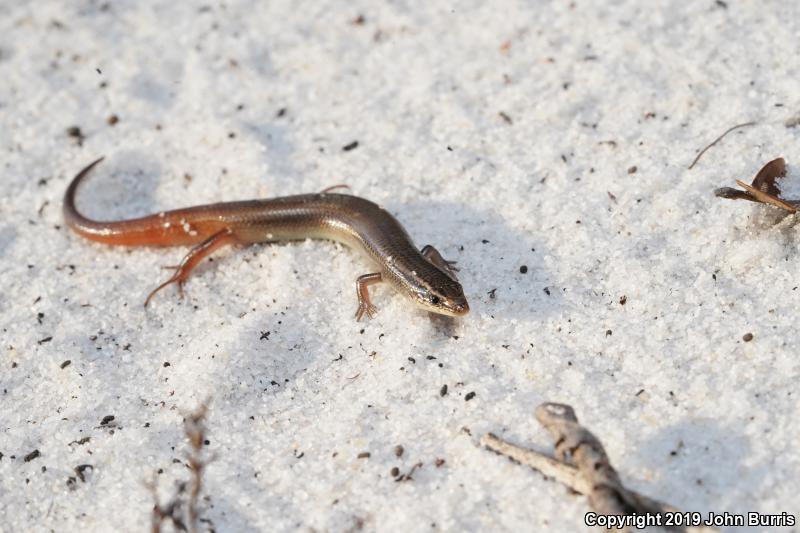 Bluetail Mole Skink (Plestiodon egregius lividus)