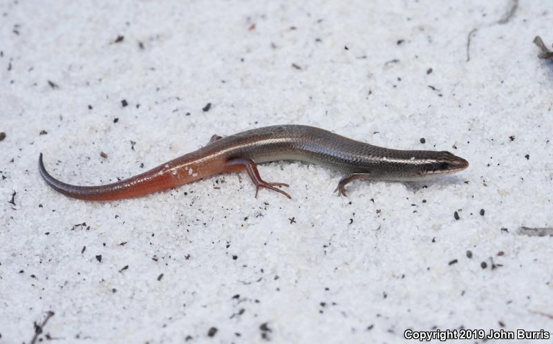 Bluetail Mole Skink (Plestiodon egregius lividus)