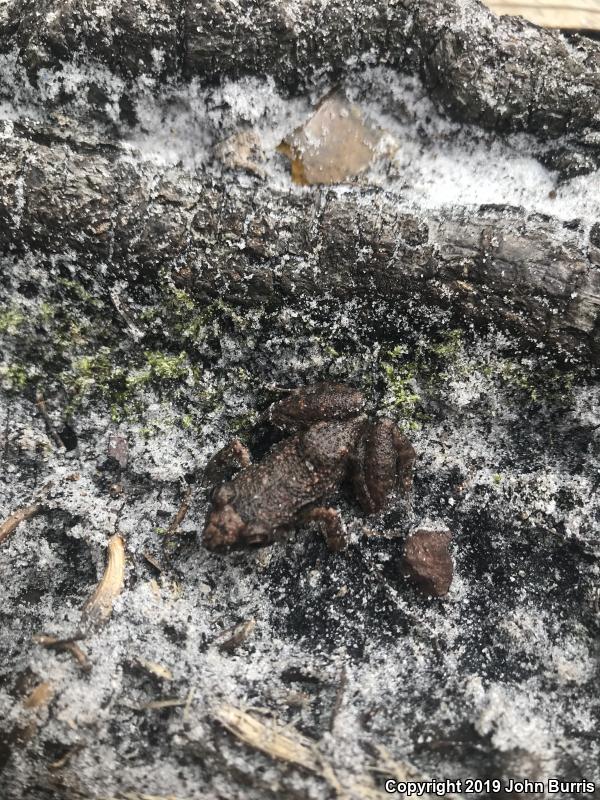 Greenhouse Frog (Eleutherodactylus planirostris)