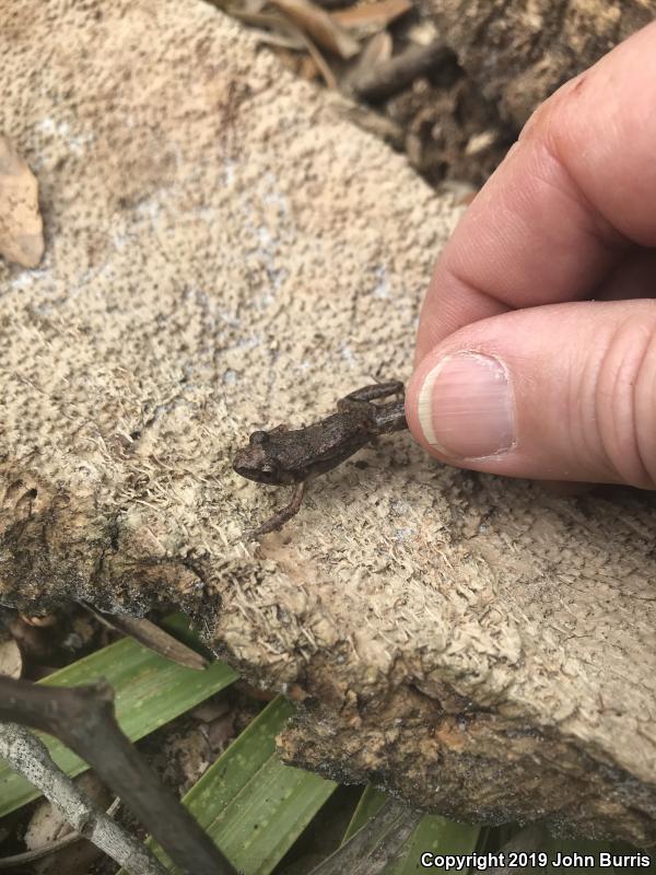 Greenhouse Frog (Eleutherodactylus planirostris)