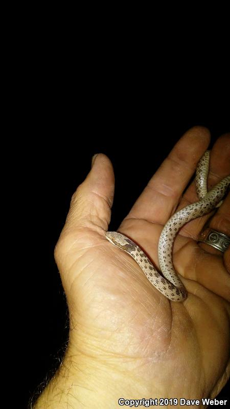 Sonoran Nightsnake (Hypsiglena chlorophaea chlorophaea)