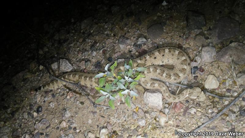 Sonoran Sidewinder (Crotalus cerastes cercobombus)