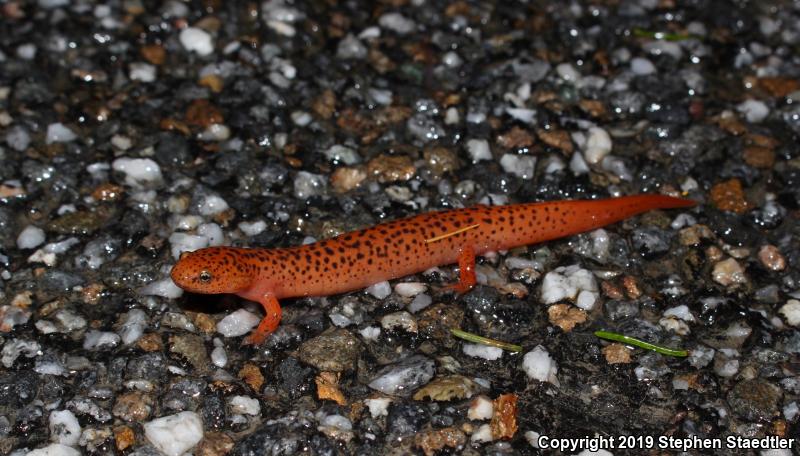 Northern Red Salamander (Pseudotriton ruber ruber)