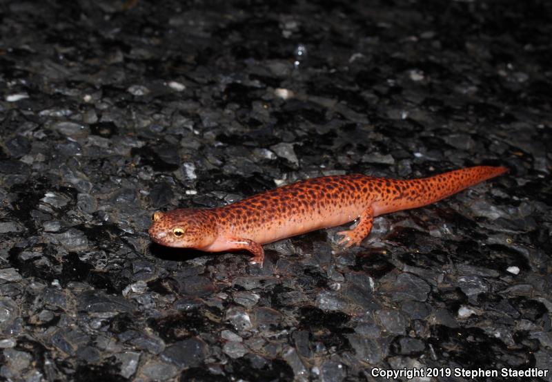 Northern Red Salamander (Pseudotriton ruber ruber)