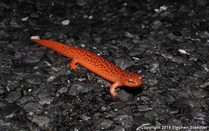 Northern Red Salamander (Pseudotriton ruber ruber)