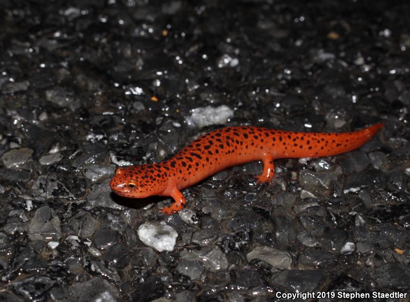 Northern Red Salamander (Pseudotriton ruber ruber)