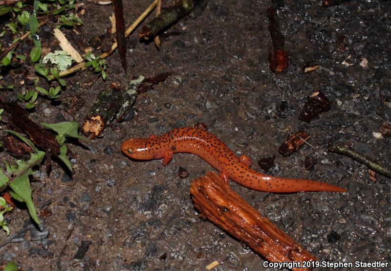 Northern Red Salamander (Pseudotriton ruber ruber)