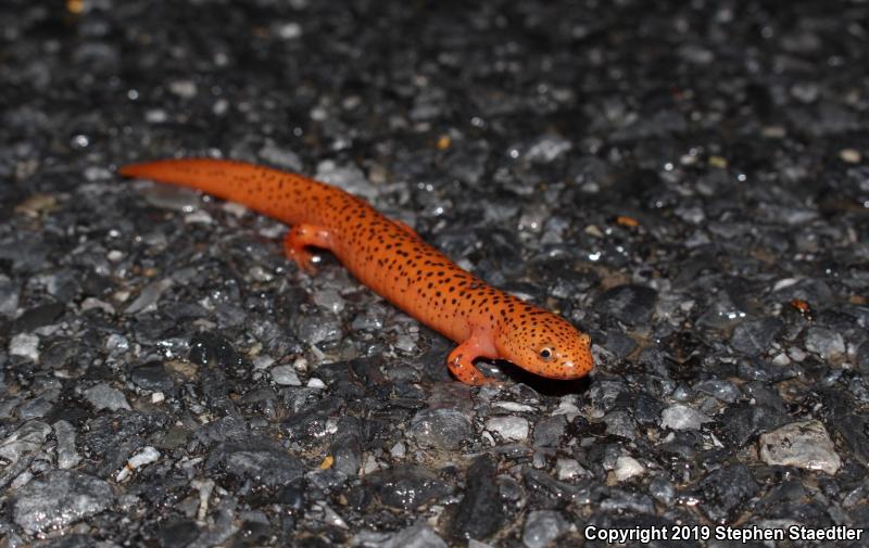 Northern Red Salamander (Pseudotriton ruber ruber)