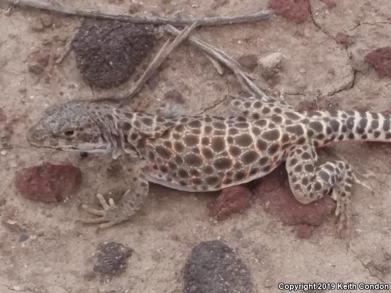 Longnose Leopard Lizard (Gambelia wislizenii)