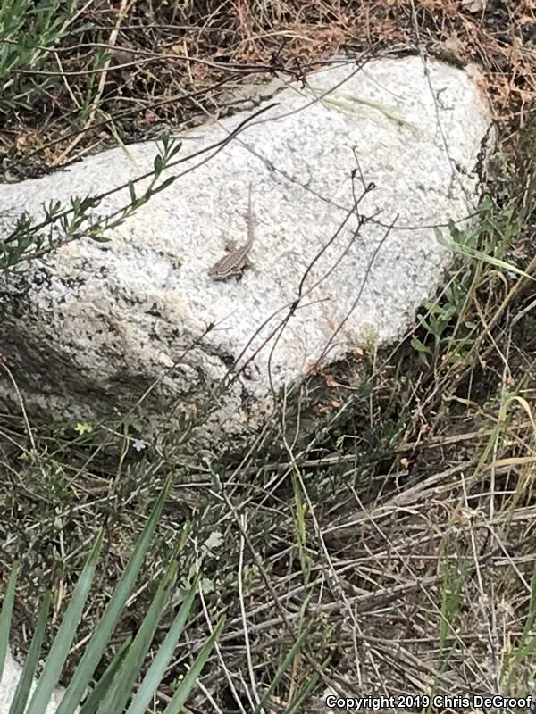 Western Side-blotched Lizard (Uta stansburiana elegans)