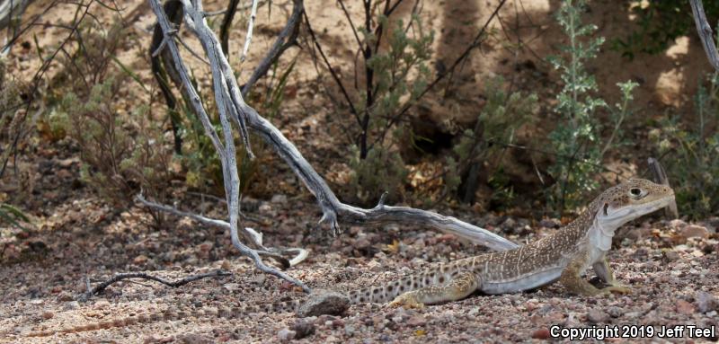 Longnose Leopard Lizard (Gambelia wislizenii)