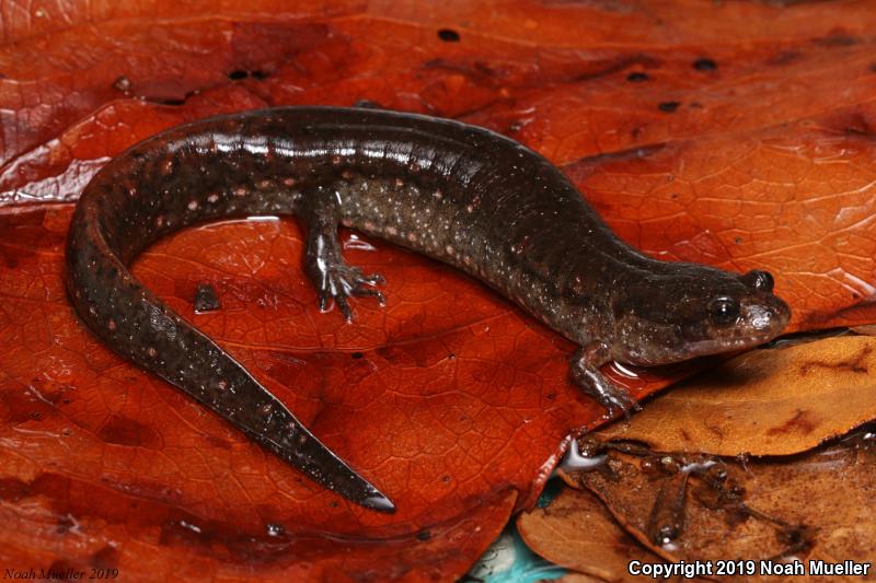 Southern Dusky Salamander (Desmognathus auriculatus)