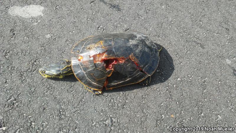 Florida Chicken Turtle (Deirochelys reticularia chrysea)