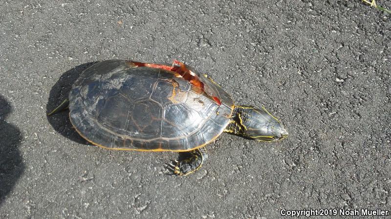 Florida Chicken Turtle (Deirochelys reticularia chrysea)