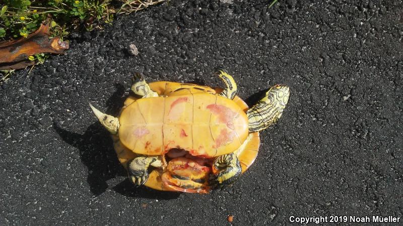 Florida Chicken Turtle (Deirochelys reticularia chrysea)