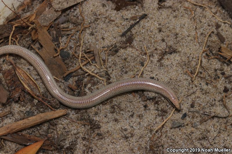 Sand Skink (Plestiodon reynoldsi)