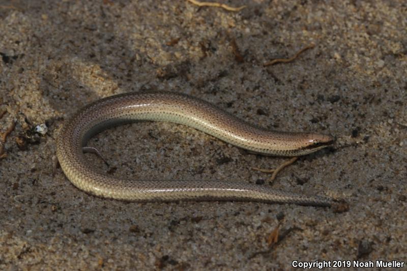 Sand Skink (Plestiodon reynoldsi)