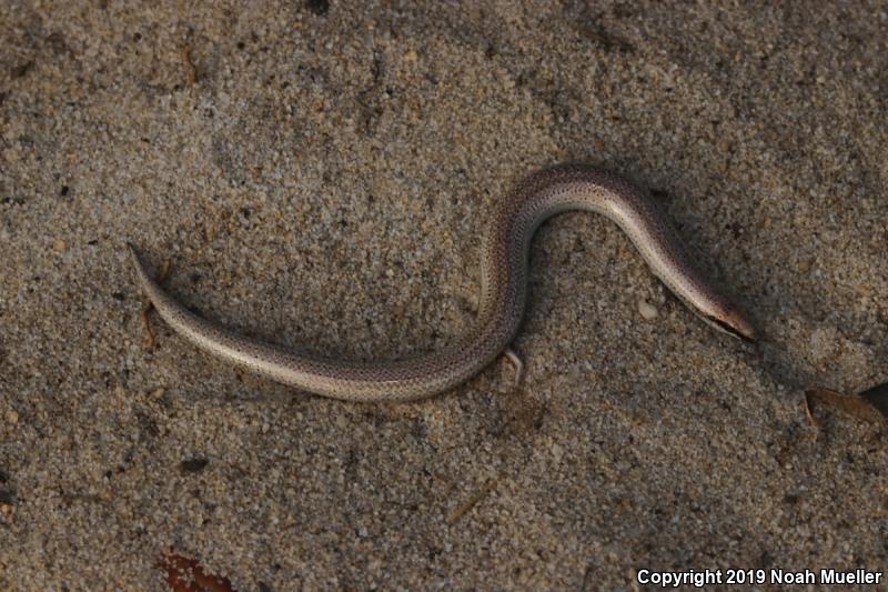 Sand Skink (Plestiodon reynoldsi)