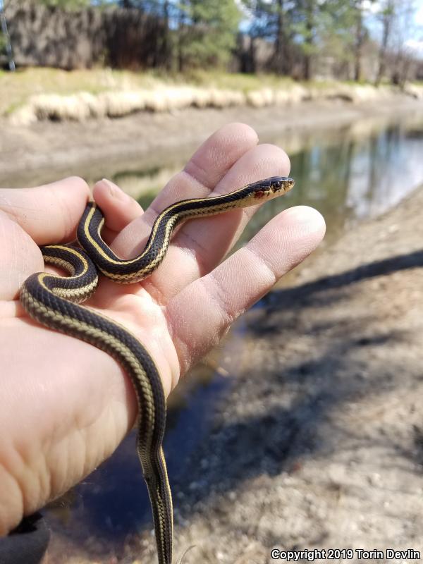 Valley Gartersnake (Thamnophis sirtalis fitchi)