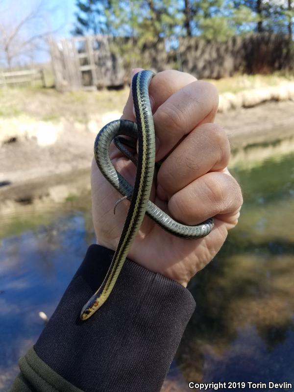 Valley Gartersnake (Thamnophis sirtalis fitchi)