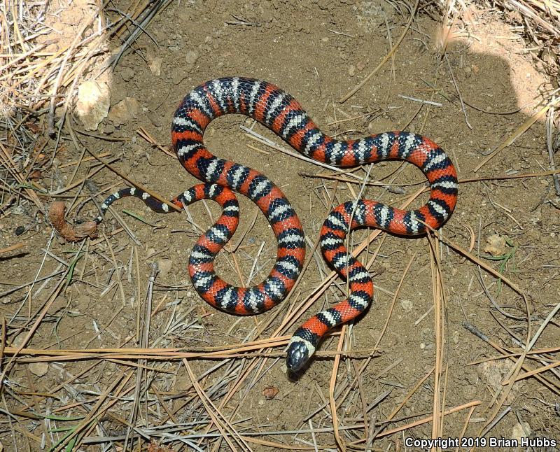 San Diego Mountain Kingsnake (Lampropeltis zonata pulchra)