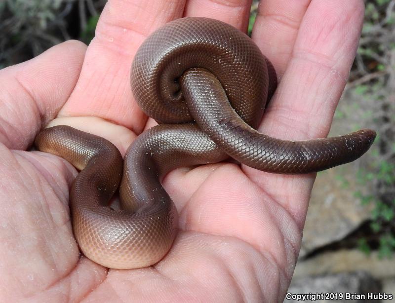 Southern Rubber Boa (Charina umbratica)