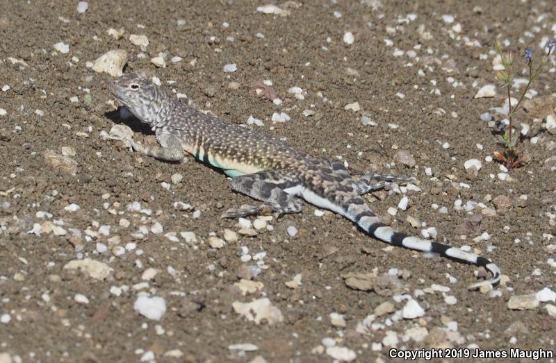 Western Zebra-tailed Lizard (Callisaurus draconoides rhodostictus)