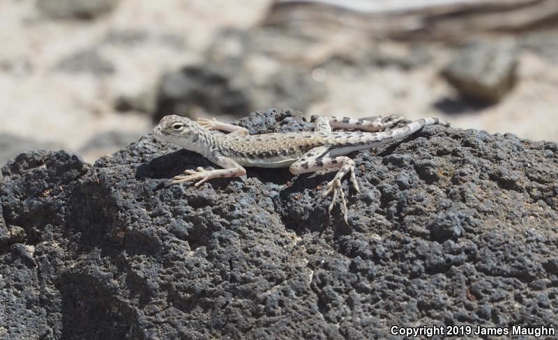 Western Zebra-tailed Lizard (Callisaurus draconoides rhodostictus)