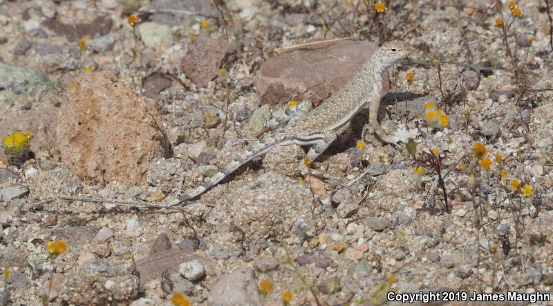 Western Zebra-tailed Lizard (Callisaurus draconoides rhodostictus)