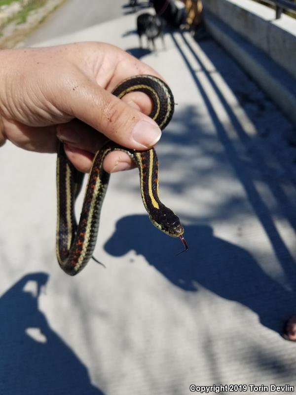 Valley Gartersnake (Thamnophis sirtalis fitchi)