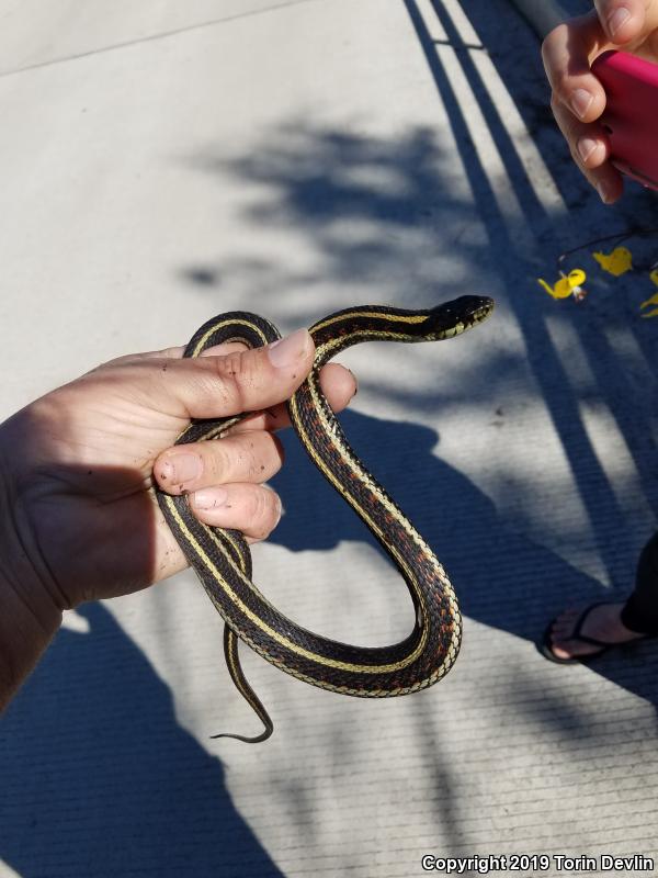 Valley Gartersnake (Thamnophis sirtalis fitchi)