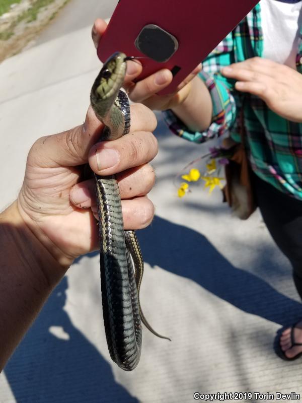 Valley Gartersnake (Thamnophis sirtalis fitchi)