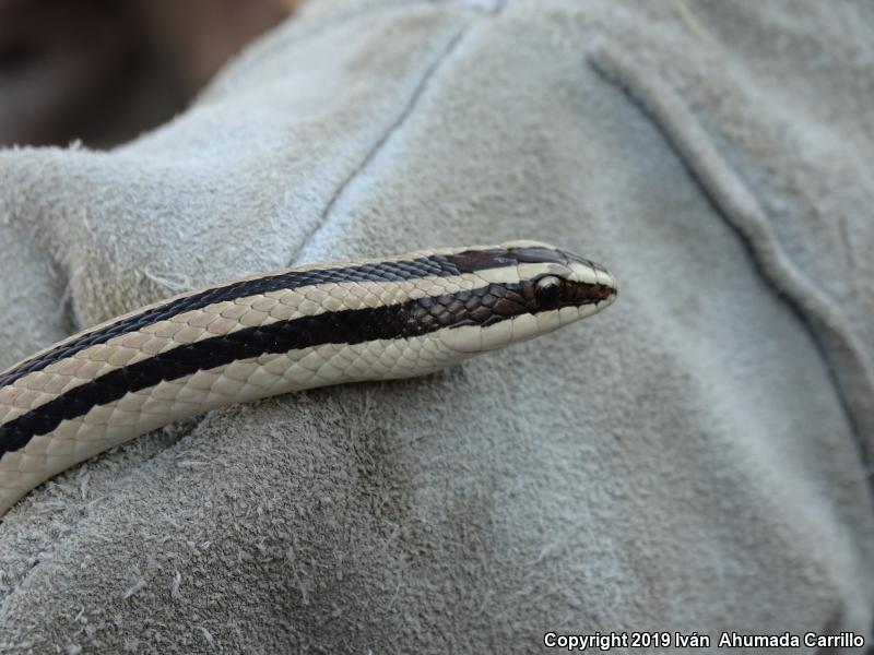 Striped Road Guarder (Conophis vittatus)