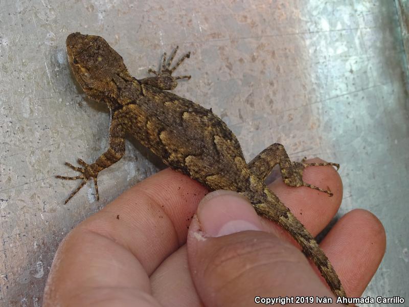 Graphic Lizard (Sceloporus grammicus)