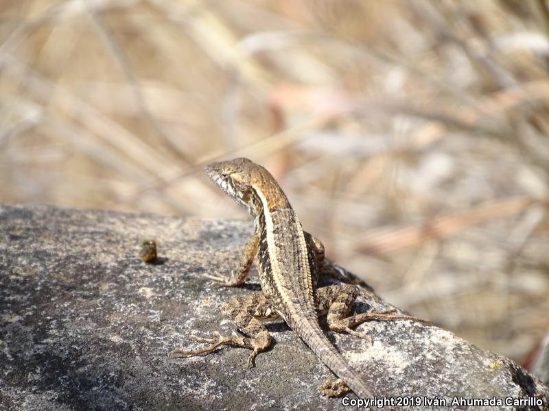 Long-tailed Spiny Lizard (Sceloporus siniferus)