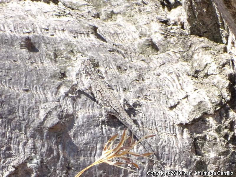 Tropical Tree Lizard (Urosaurus bicarinatus)