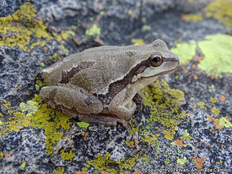 Southern Highlands Treefrog (Hyla euphorbiacea)